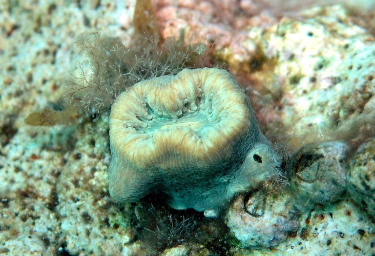 O coral Balanophyllia europaea hospeda a alga Philozoon balanophyllum (Foto: Pilar Casado-Amezúa )