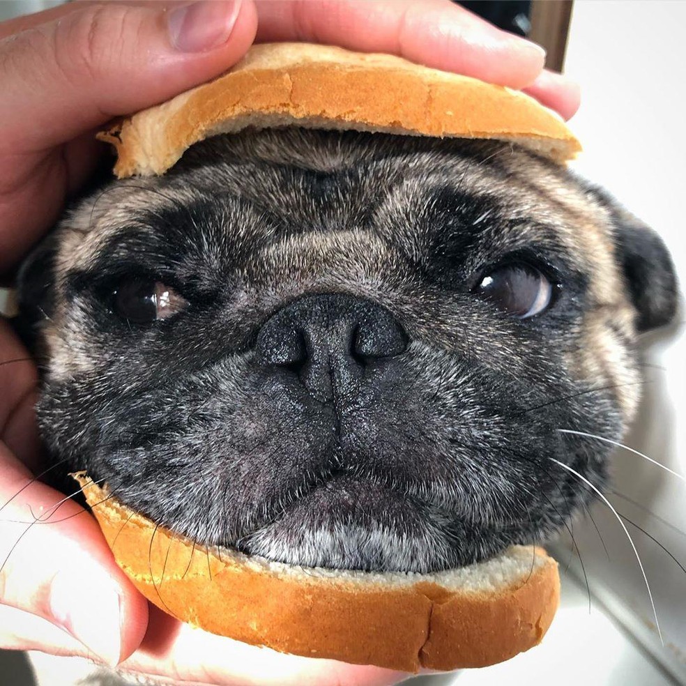 Pug Vira Dog Influencer Com Fotos Inusitadas E Encanta Seguidores Santos E Regiao G1