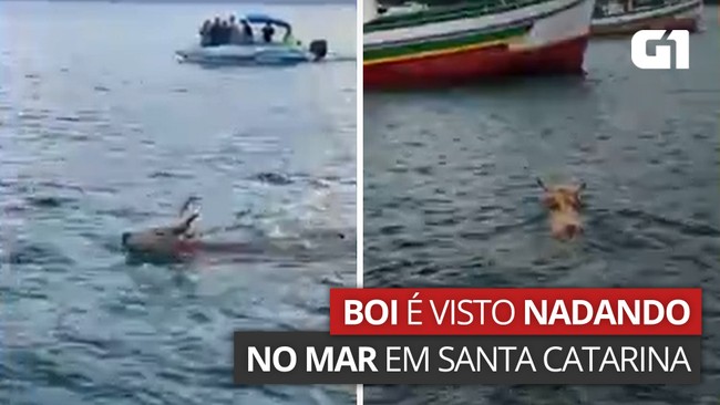 Boi nada no mar para fugir de farristas em Porto Belo, diz ONG