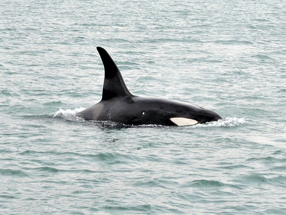 As orcas têm grande destreza com os lábios diferentemente de outras espécies (Foto: Divulgação/ Instituto Argonauta)