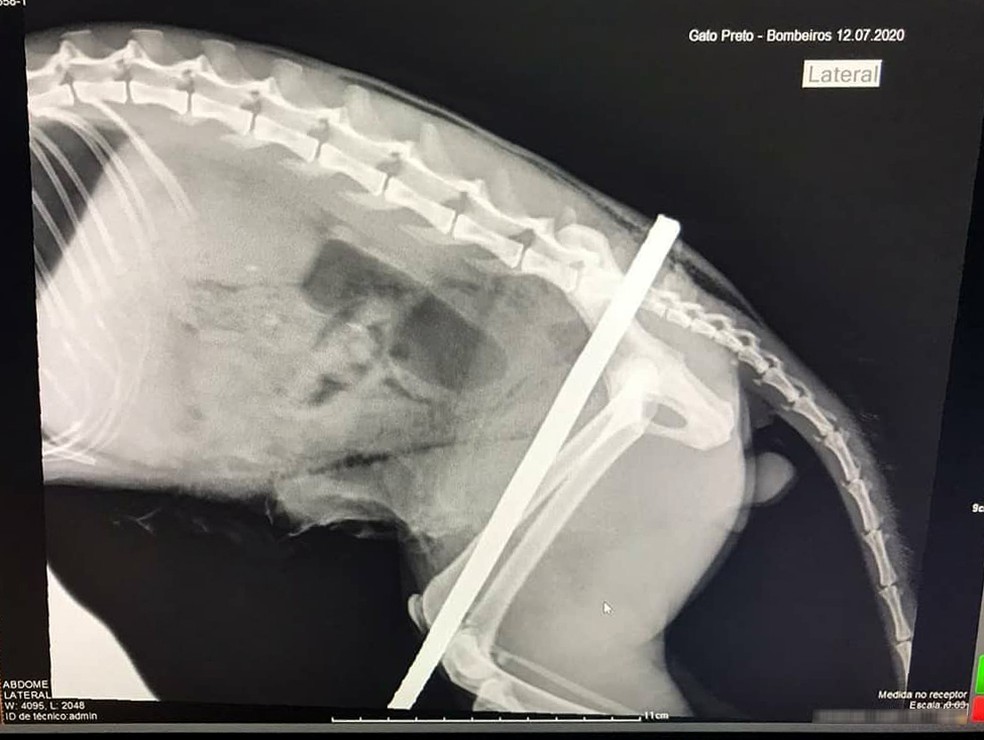 Raio-X mostra vergalh&atilde;o que perfurou o gato em Dracena &mdash; Foto: Corpo de Bombeiros