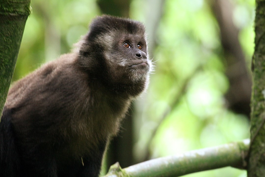 Três macacos-prego foram encontrados intoxicados na Mata dos Macacos, em São José do Rio Preto (SP) (Foto: Wikipedia/ Kenny Ross/ Wikimedia Commons)