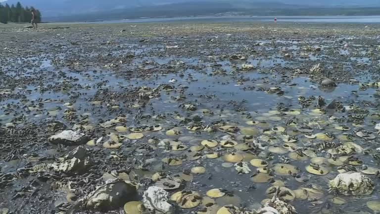 Onda de calor cozinha mariscos, mexilhões e outros moluscos vivos em praia do Canadá thumbnail