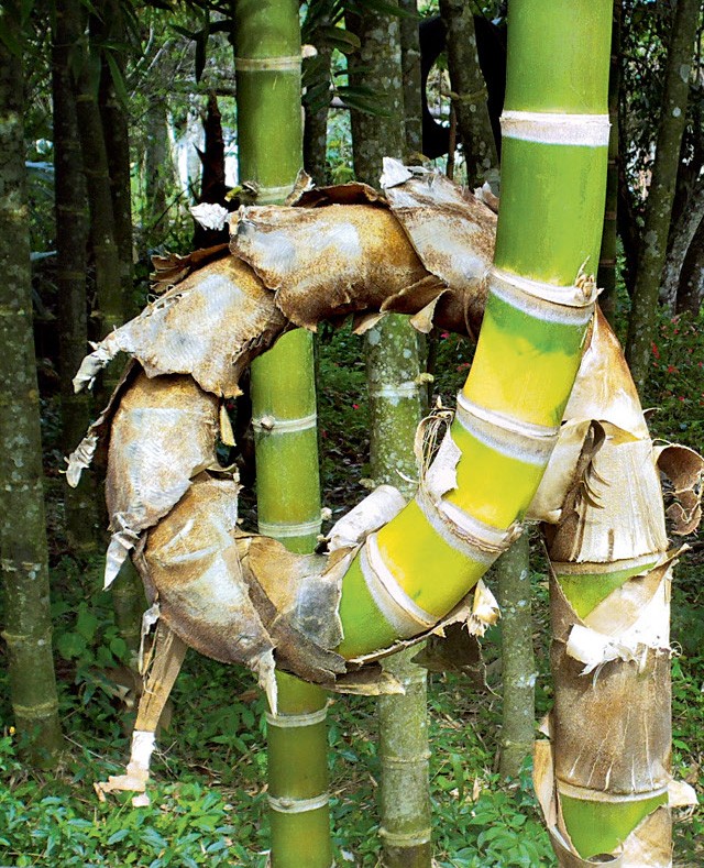 Bambu (Foto: )
