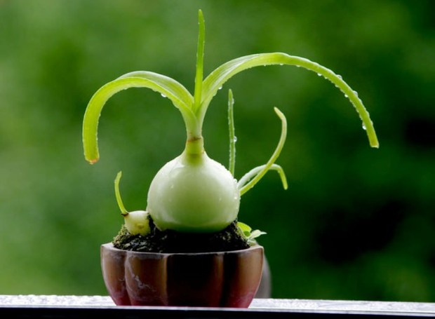 A planta cebola-grávida nasce praticamente toda por fora da terra (Foto: Duitang.com/WorldOfSuculents/Reprodução)