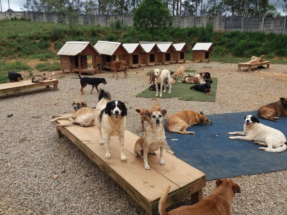 No abrigo, vivem mais de 1 mil cães e gatos  — Foto: Arquivo pessoal/ONG Amigo Animal