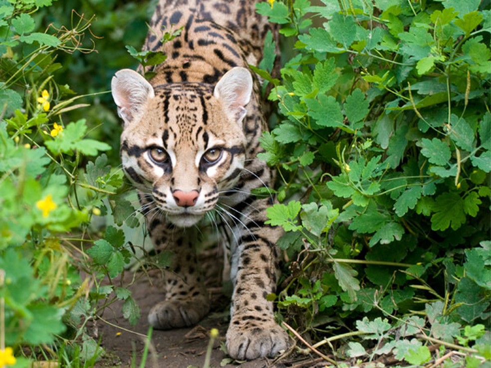 Jaguatirica (Leopardus pardalis) é o maior entre os felinos de pequeno porte do Brasil  — Foto: Onçafari