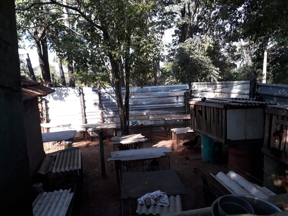 Galos em situação de maus-tratos foram localizados em Dracena — Foto: Polícia Militar Ambiental