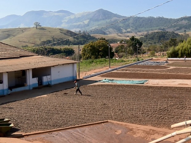 Chuvas em maio e junho prejudicou produção de cafés especiais no Sul de Minas (Foto: Reprodução EPTV)