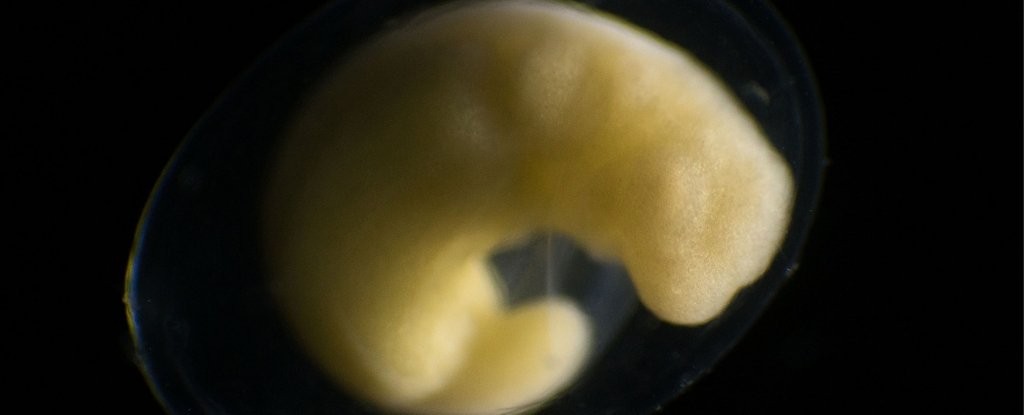 O embrião de uma salamandra (Foto: Divulgação)