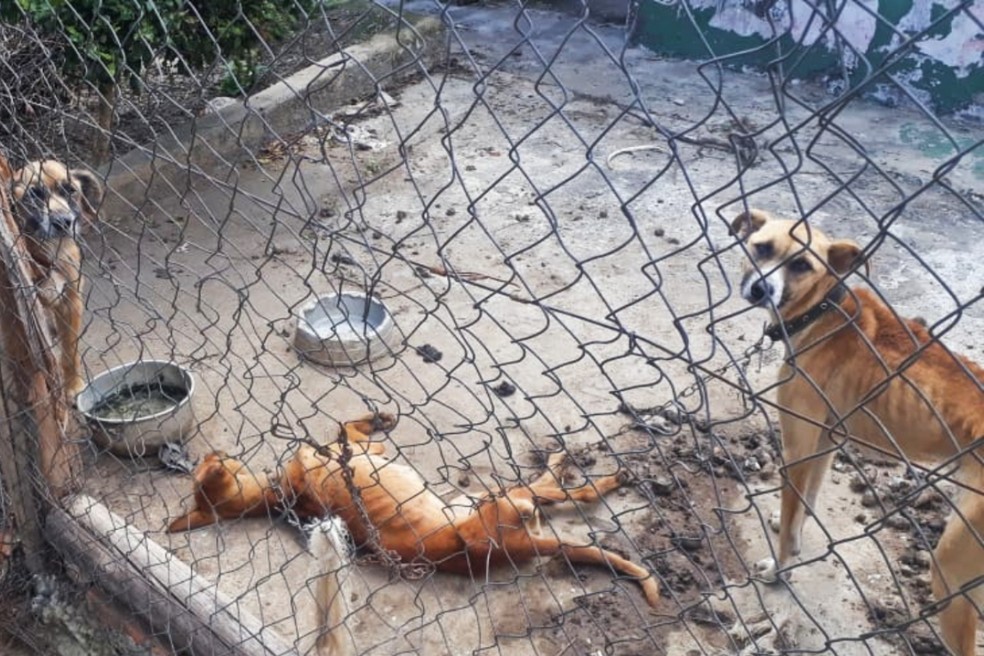 Polícia resgata cães em situação de maus-tratos em Sarapuí — Foto: Arquivo Pessoal 