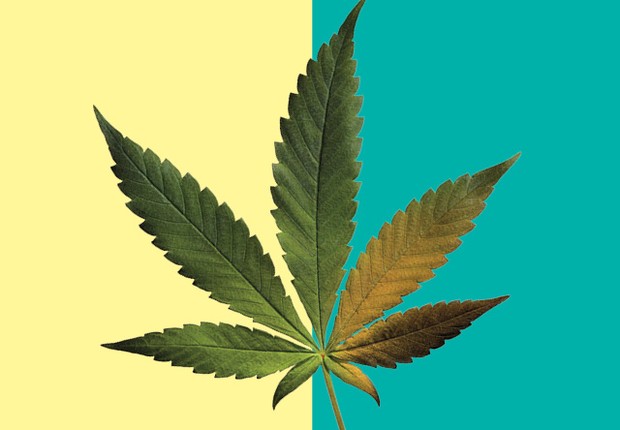 Impulsionada pelo uso medicinal, a Cannabis sai da clandestinidade para se transformar em uma indústria vibrante e potente. com o aval da Anvisa (Foto: Getty images)