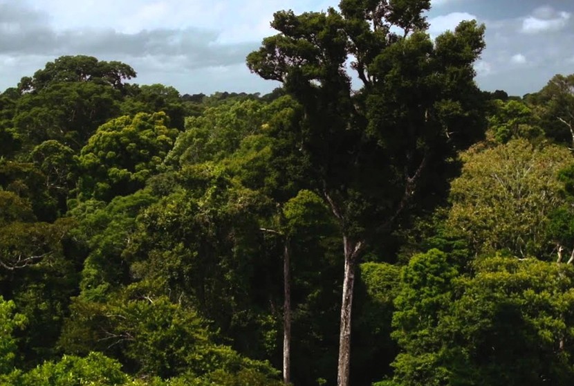 Assistir Amazônia Sociedade Anônima online no Globoplay