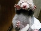 Zoológico do Japão anuncia nascimento de pandas-vermelhos