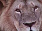 Dentista que matou leão no Zimbábue já tinha sido multado por caçar urso