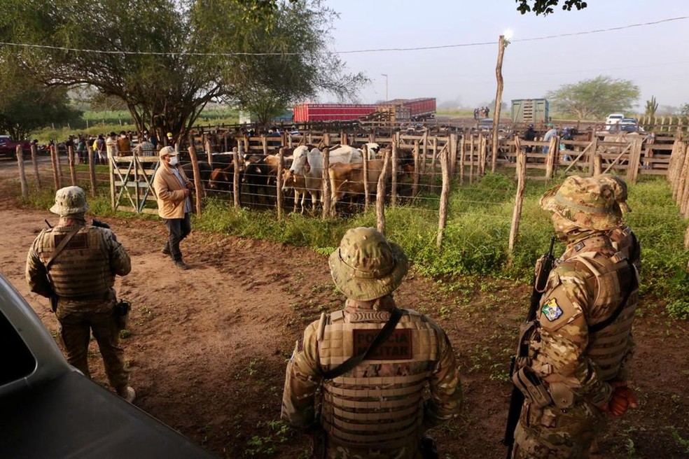 Polícia flagra feira com venda de gado  — Foto: Divulgação/SSP/SE