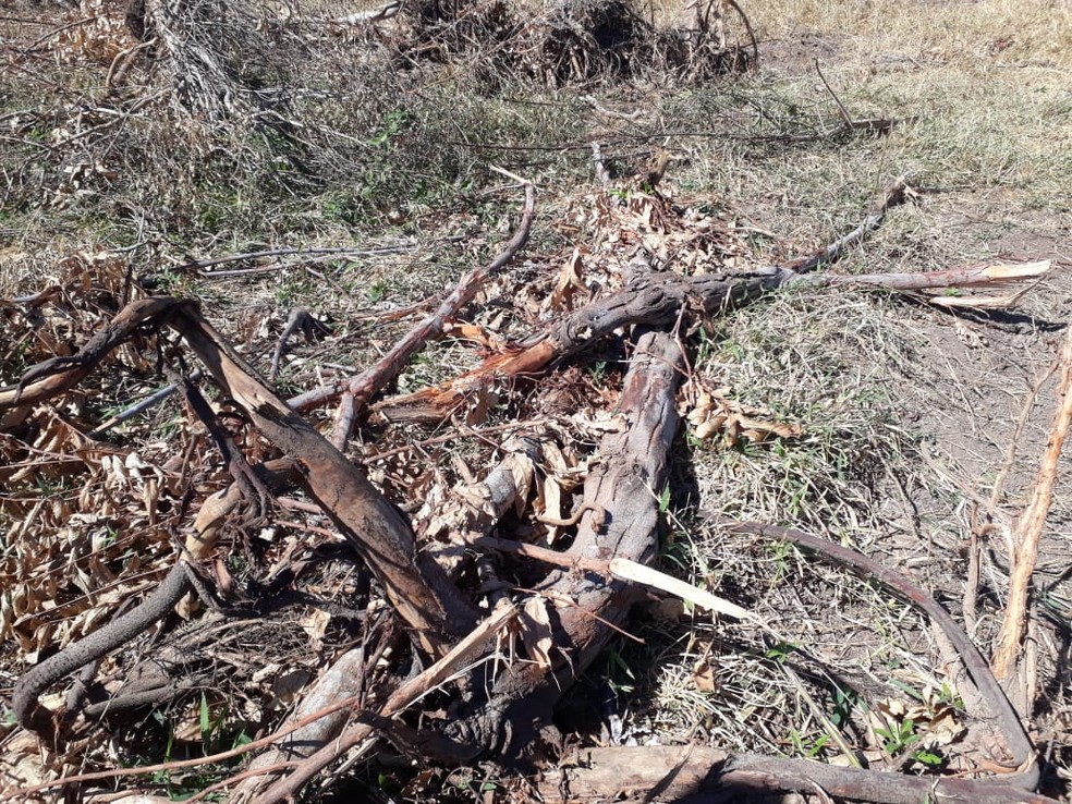 Sitiante foi autuado em R$ 6,8 mil pela destruição de uma área em um sítio no Bairro Pimenta Corrente, em Irapuru — Foto: Polícia Ambiental
