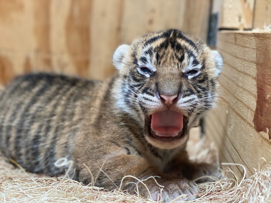Filhote de tigre de Sumatra, nascido no Zoológico de Memphis, nos EUA