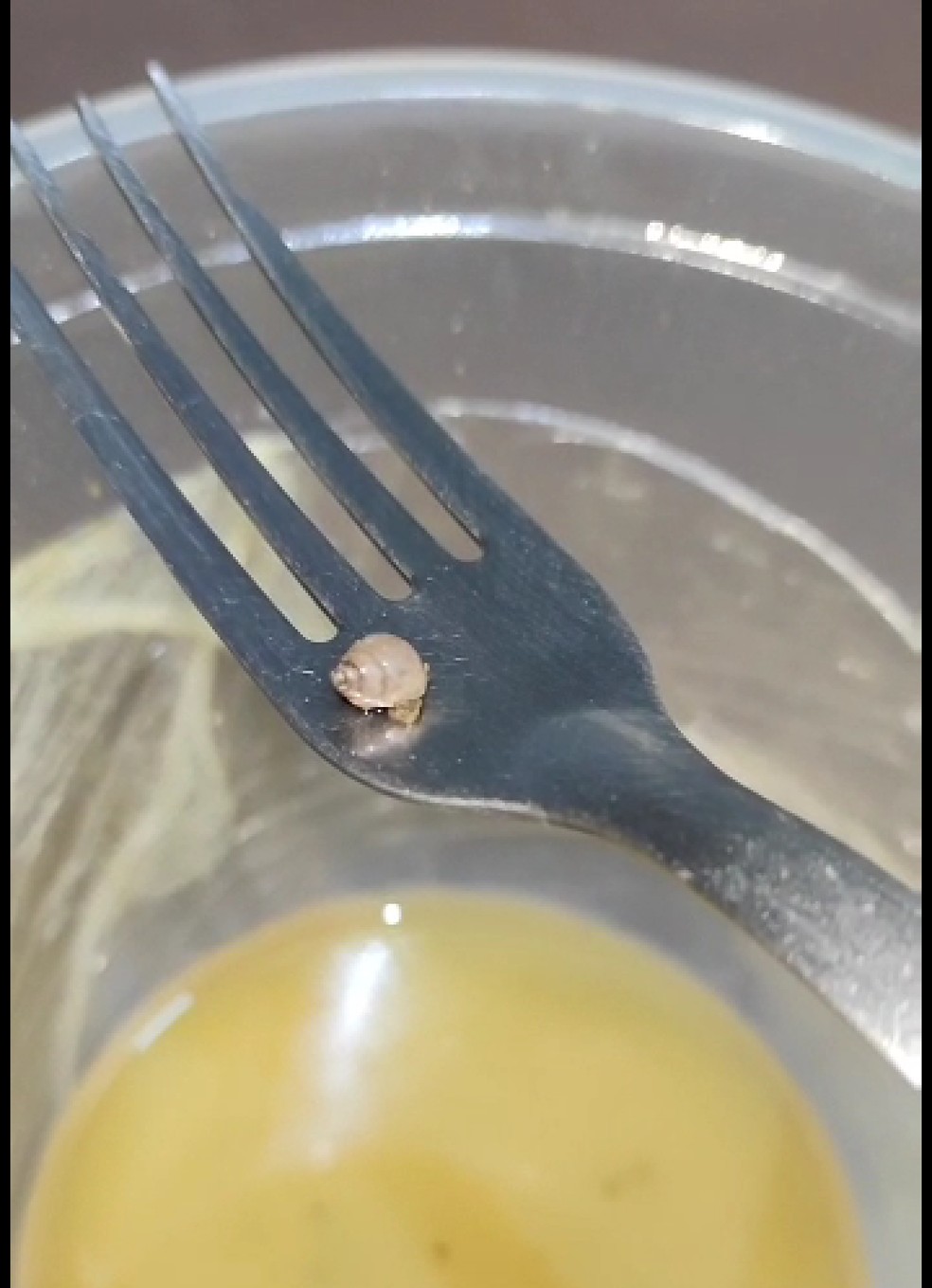 Animal foi achado quando empresária estava terminando de comer — Foto: Reprodução