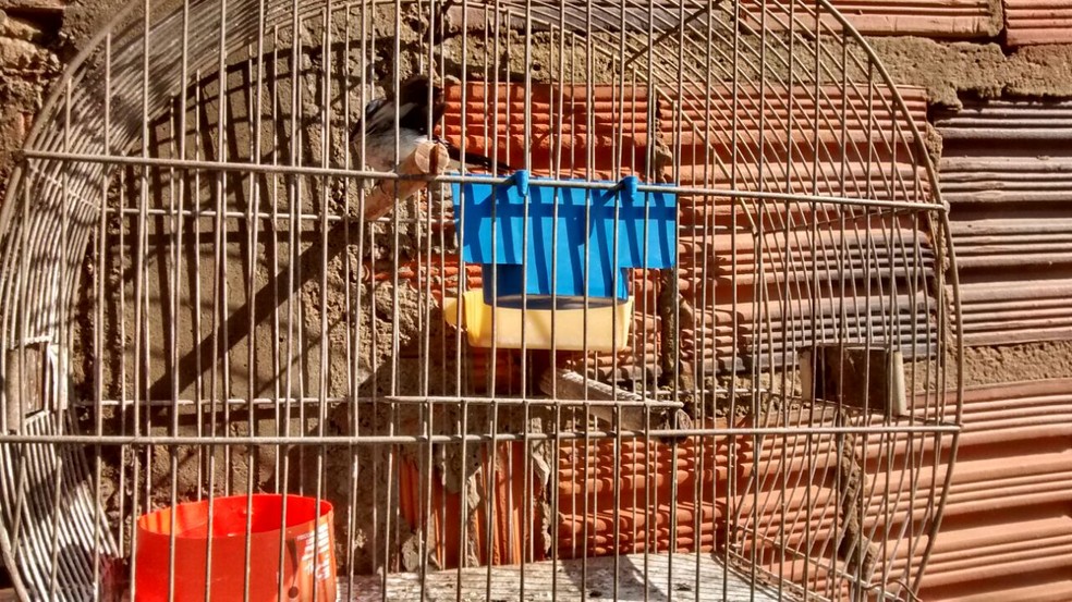 Aves silvestres eram mantidas irregularmente em cativeiro em Paulicéia (Foto: Cedida/Polícia Militar Ambiental)