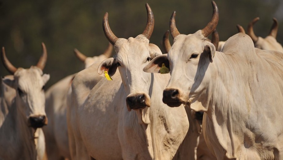 Identificação individual de bovinos é considerada 'complexa', segundo Ministério da Agricultura (Foto: Ernesto de Souza/Ed. Globo)