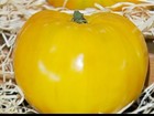 Agricultor de MG aposta em variedade de tomate amarelo