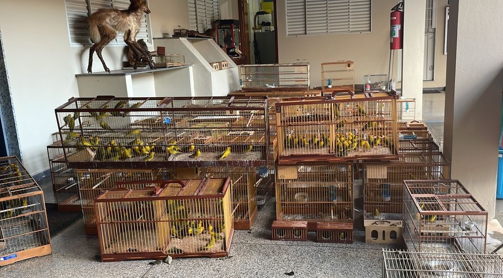 Mais de 300 pássaros são apreendidos em Uberaba — Foto: Bruno Dourado/g1