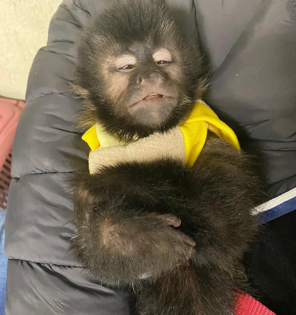 Macacos-prego em extinção apreendidos com traficante em SP — Foto: Polícia Civil/divulgação