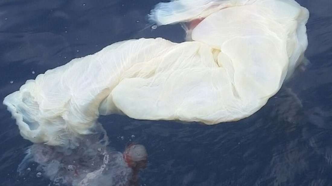 A provável placenta de baleia no oceano (Foto: Pacific Whale Foundation)