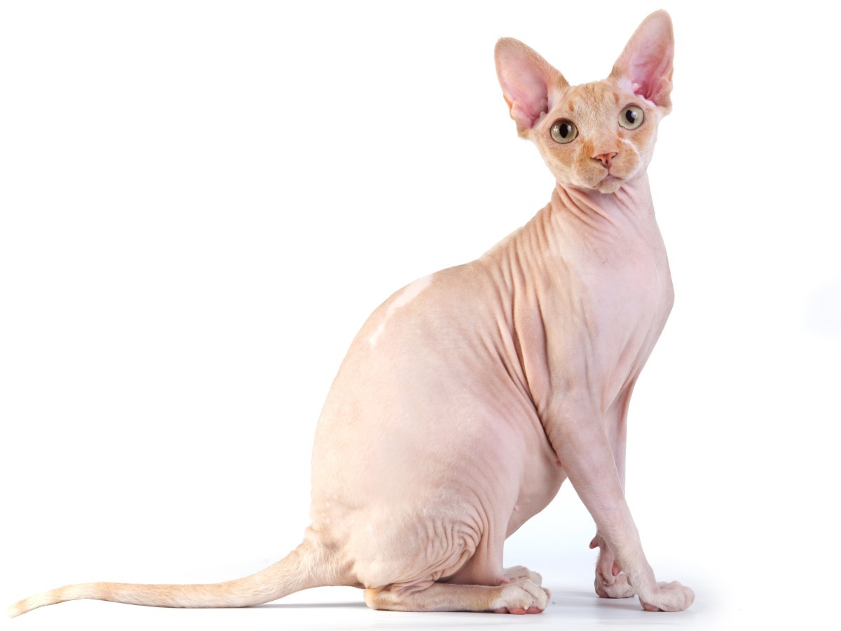 O gato da raça Sphynx é famoso por não ter pelos e estará presente no evento (Foto: Shutterstock/ Divulgação)