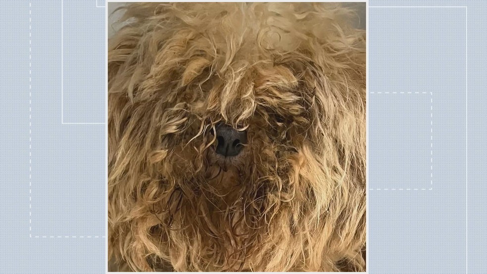 Cachorro em situação de maus-tratos é resgatado, no DF — Foto: Reprodução