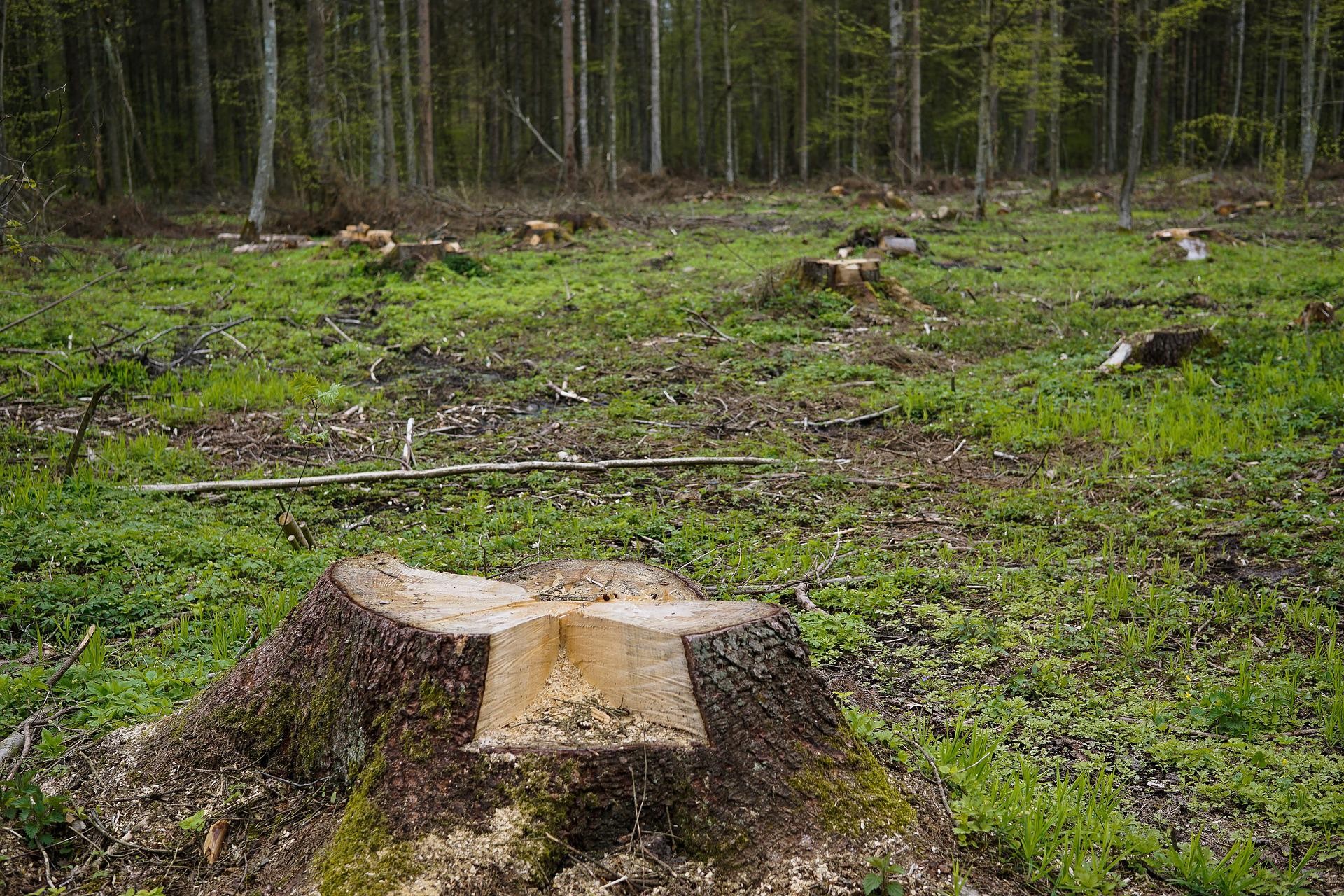 Nos últimos 60 anos, a área florestal global diminuiu em 81,7 milhões de hectares (Foto: Reprodução/Pixabay)