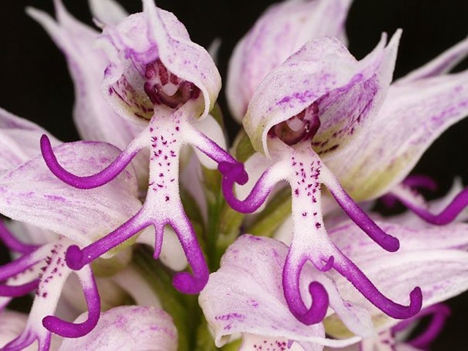 As orquídeas do homem nu vêm em tons de roxo e rosa