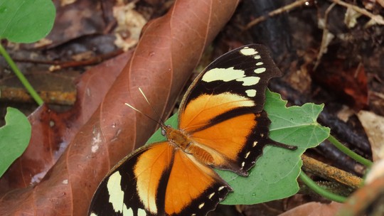 Tirar fotos de borboletas pode evitar a extinção do inseto; entenda!