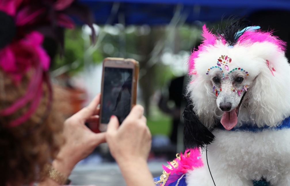 Carnaval no Rio também tem cachorros fantasiados — Foto: Sergio Moraes/Reuters