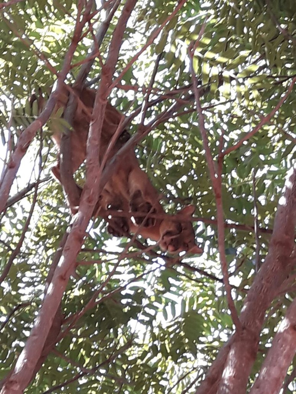 Onça foi encontrada em cima de uma árvore, no quintal da casa de um morador do DF (Foto: Polícia Militar/Divulgação)