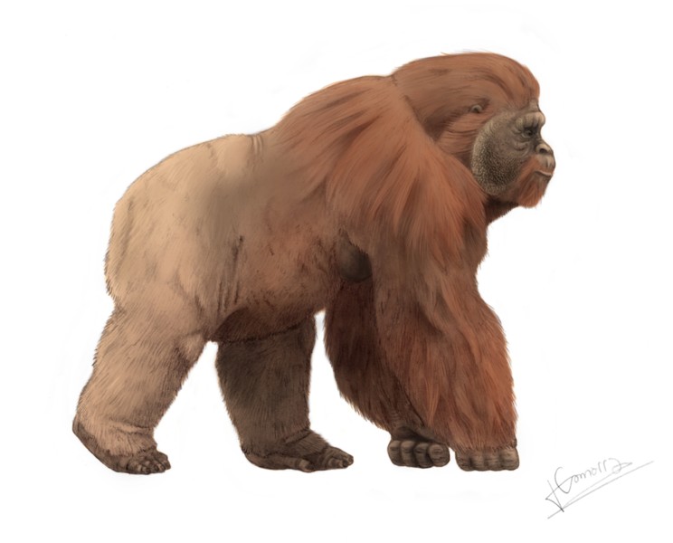 Representação artística do Gigantopithecus blacki, o maior primata que já habitou a Terra (Foto: Concavenator/Wikimmedia Commons)