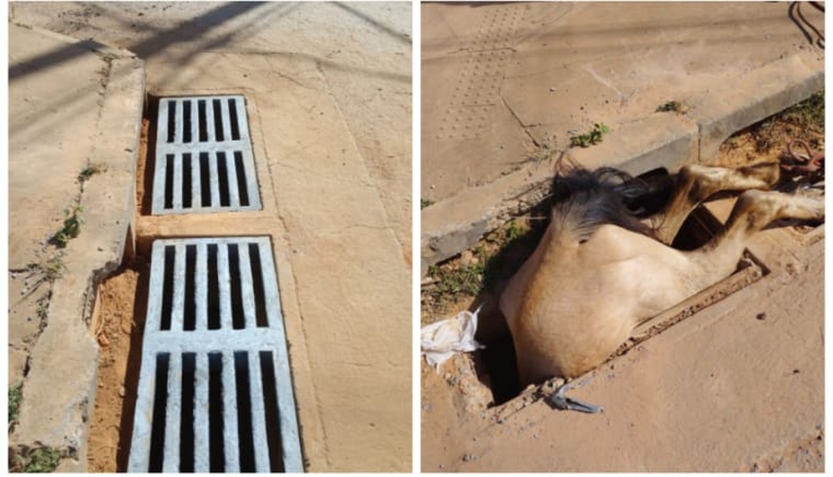 Prefeitura de Montes Claros tampa bueiro onde égua prenha caiu na Vila Ipiranga