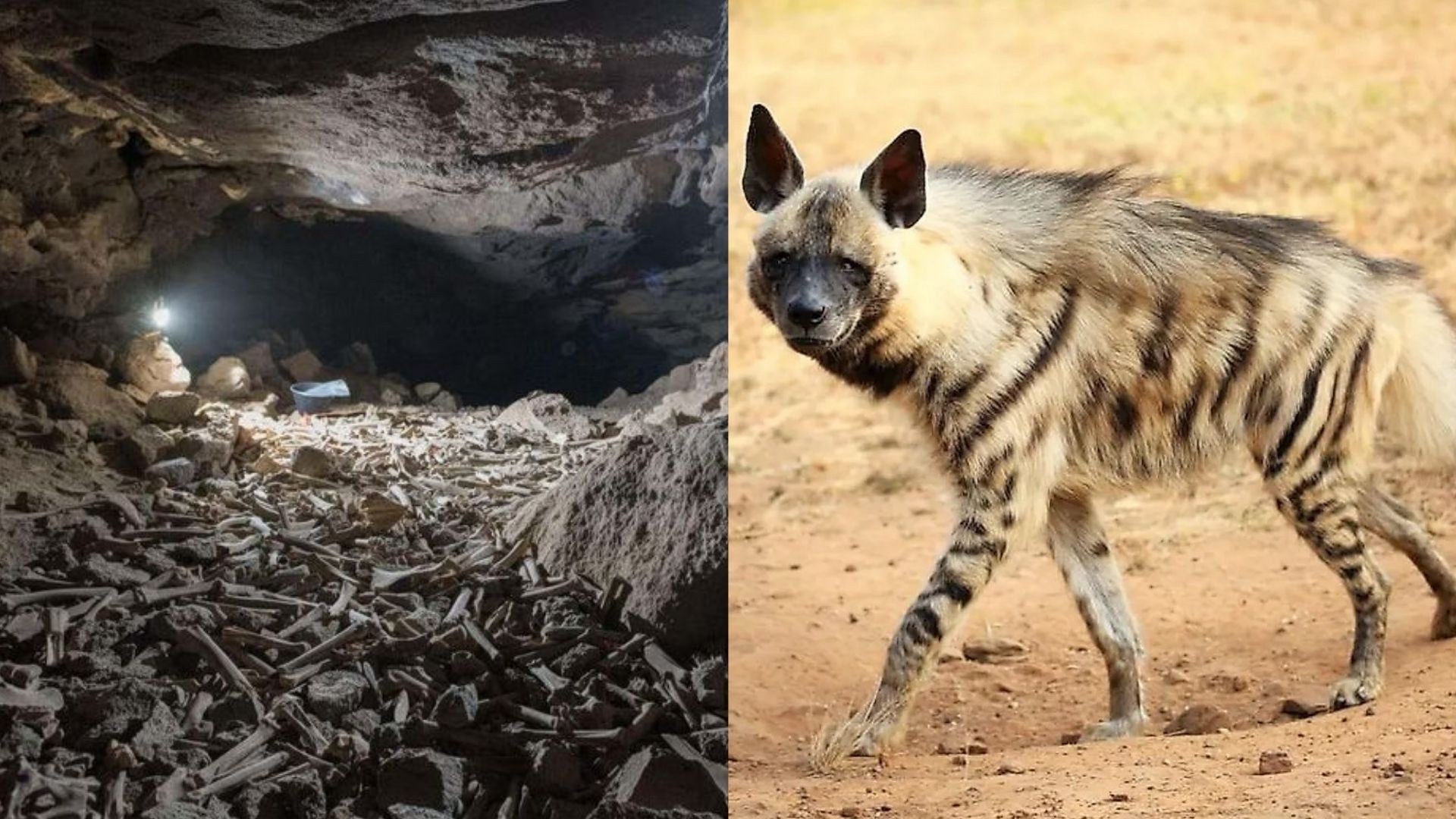 Pesquisadores encontraram ossos coletados por hienas-listradas no período Holoceno (Foto: Stewart et al. /Reprodução/Twitter/@StewieStewart13)