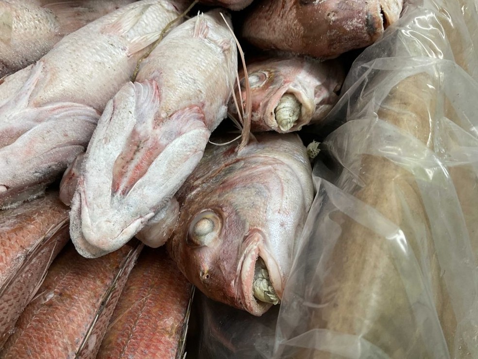 Douradas infestadas por parasitas 'comedores de língua de peixe' na Inglaterra — Foto: Divulgação/SCPHA
