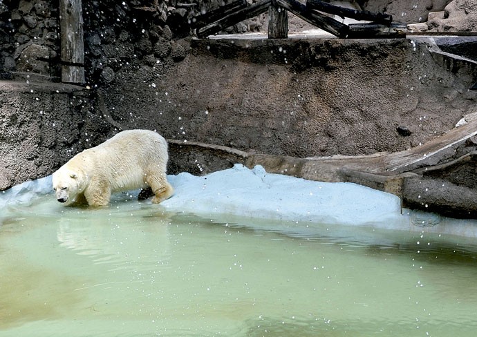 ARTURO | Aos 29 anos, o urso polar do zoológico de Mendoza, na Argentina, estaria triste, talvez deprimido, desde a morte de sua companheira, Pelusa, há dois anos (Foto: Andres Larrovere/ AFP)
