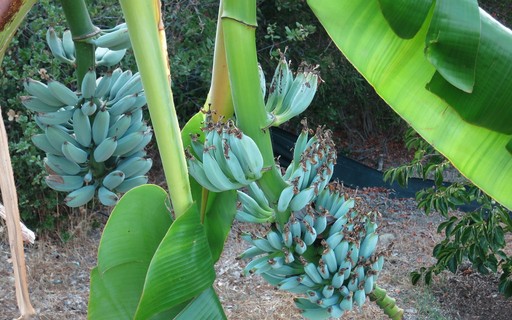 Banana Blue Java tem gosto de baunilha e textura de sorvete - Revista ...