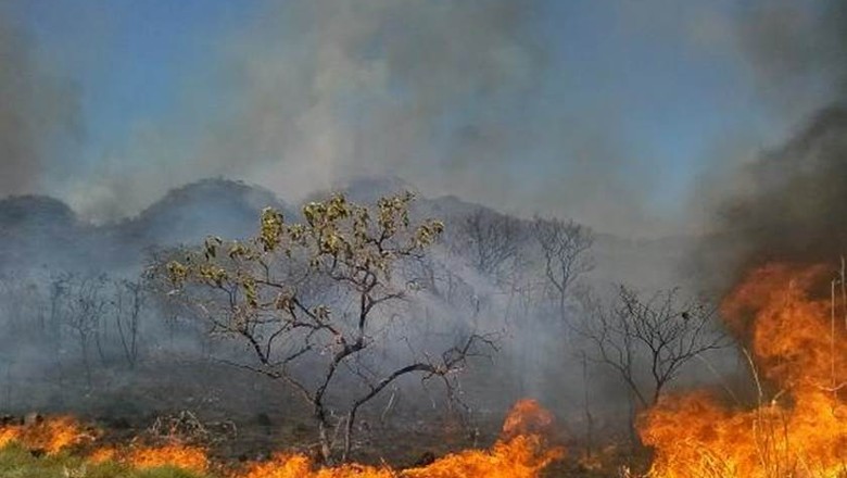 queimadas (Foto: José Cruz/Agência Brasil)