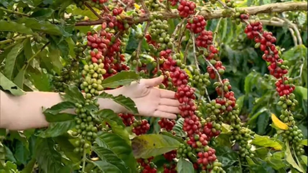 Com safra maior de café, Espírito Santo sofre com falta de mão de obra para colheita thumbnail