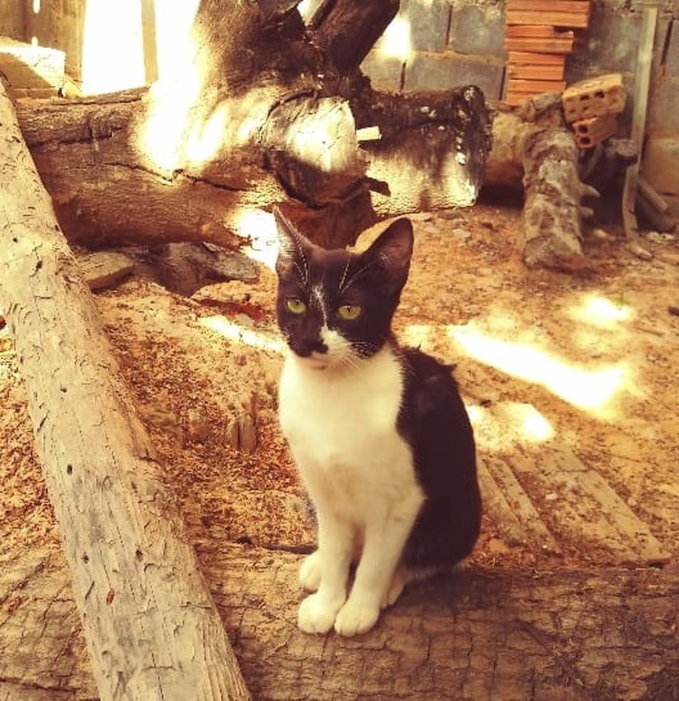 Banho Em Gato Conheca Os Cuidados De Higiene Que Os Felinos Precisam E O Bicho G1
