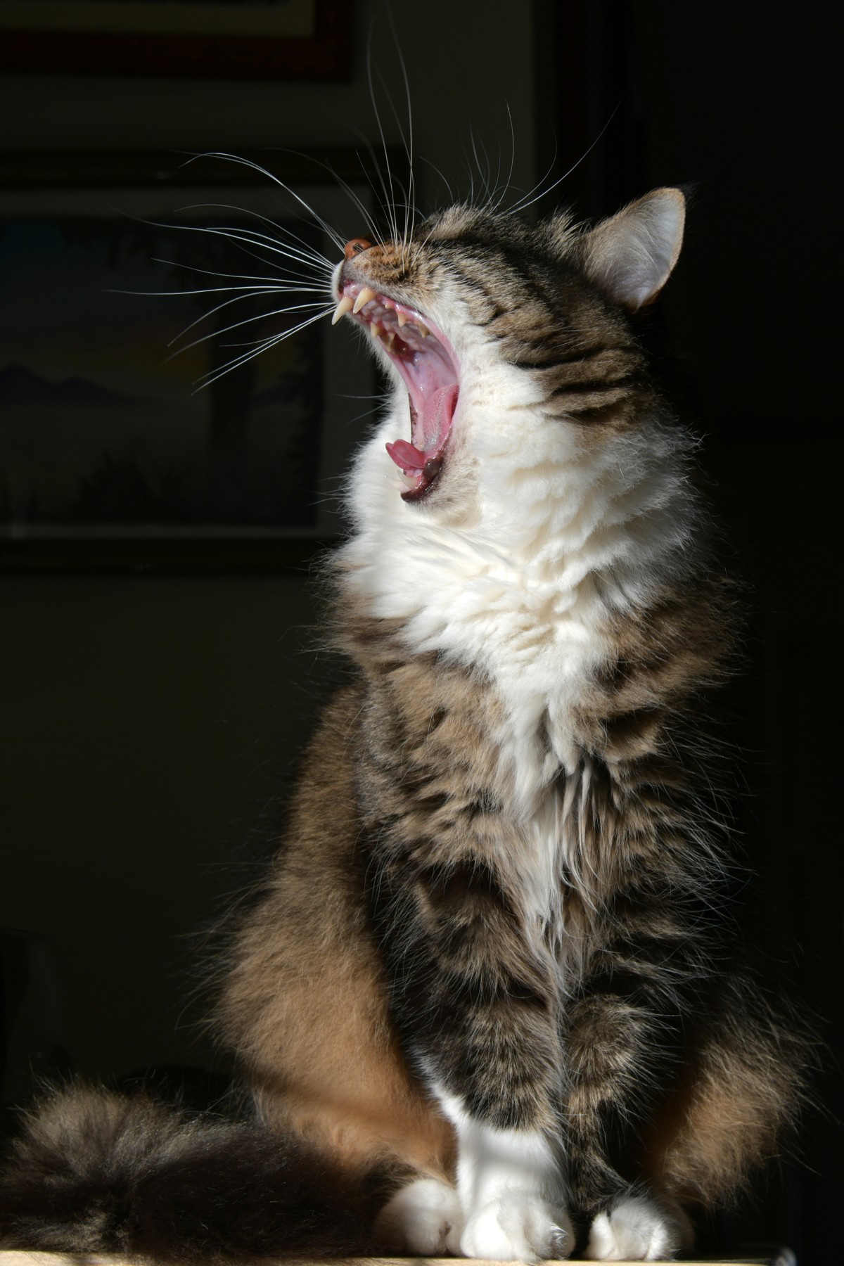 O acúmulo de tártaro pode gerar uma grave inflamação na gengiva do gato. Por isso, é necessário realizar uma boa escovação com uma pasta de dente própria para os felinos (Foto: Pexels/ Serena Koi/ CreativeCommons)