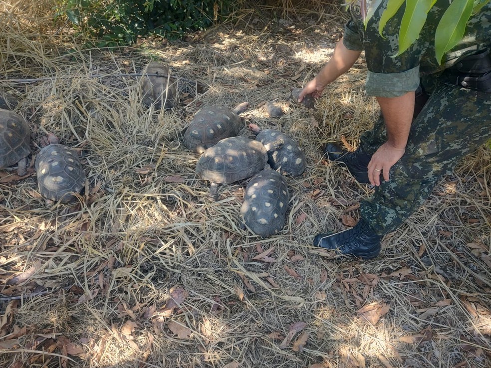 Jabutis eram mantidos irregularmente em cativeiro em Dracena (SP) — Foto: Polícia Militar Ambiental