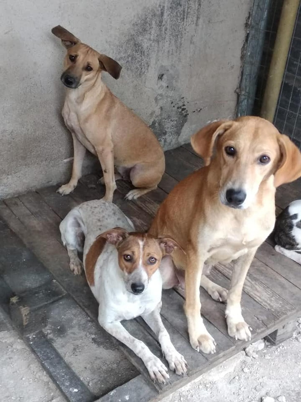 Abrigo Recebe Doacao De Racao E Oferece Caes E Gatos Para Adocao Em Barra Mansa Sul Do Rio E Costa Verde G1