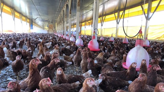 Agricultura, Meio Ambiente e Saúde discutem ações conjuntas contra gripe aviária