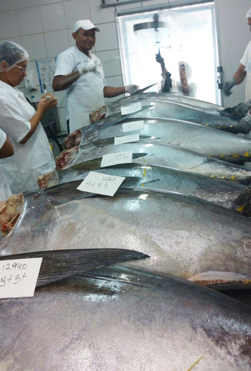 O quilo do atum nobre, no mercado, custa em média R$ 30 — Foto: Cedida/Everton Padilha